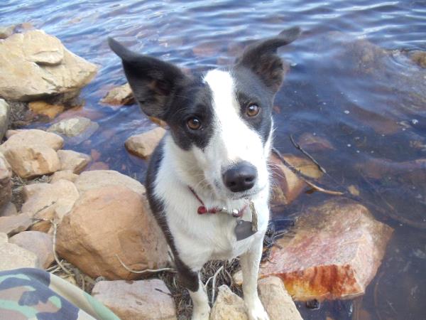 /Images/uploads/Humane Society of Utah/HSU2018/entries/3907thumb.jpg